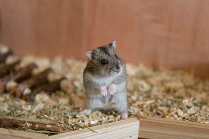 Hamster