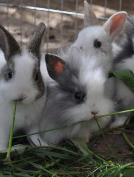 Kaninchen