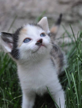 Katze