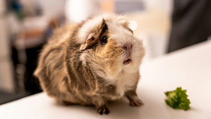 Meerschweinchen
